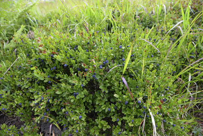 Schwarzbeeren, Heidelbeeren, Blaubeeren