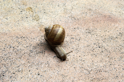 Schnecke, Weinbergschnecke.