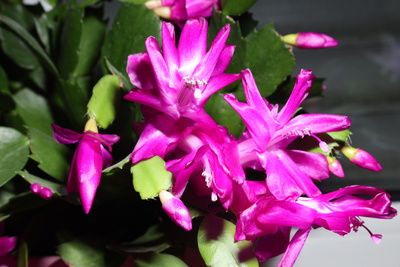 Weihnachtskaktus Schlumbergera