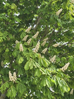Kastanienbl&uuml;te