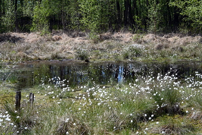 Wollgraswiese