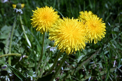 Drei gelbe Bl&uuml;ten