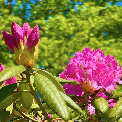 Rhododendron bl&uuml;ht auf
