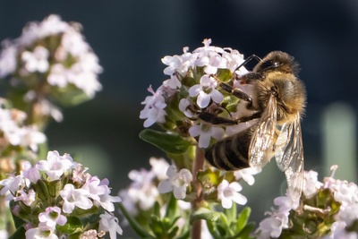 Biene nippt an einer Thymianbl&uuml;te