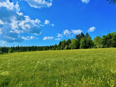 Sommerwiese am Wald
