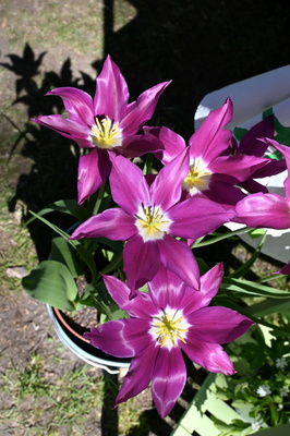 Bl&uuml;ten so tolle Farbe