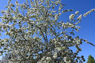 Obstbaumbl&uuml;te
