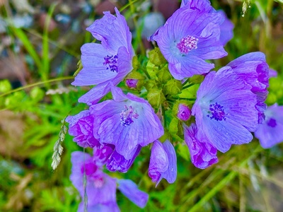 Sommerbl&uuml;ten