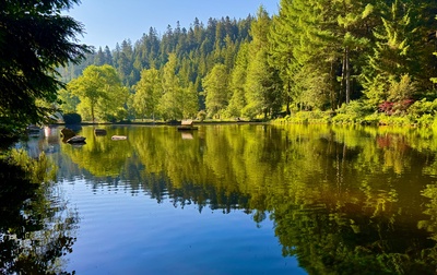 Sommerlicher Waldsee