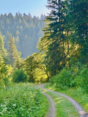 Morgenwanderung