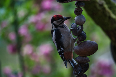 Buntspecht vor Rosenbl&uuml;ten