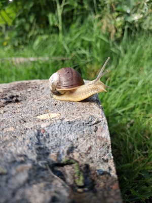 Weinbergschnecke ( Helixpomatia )