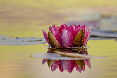 Rote Seerose