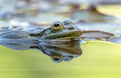 Teichfrosch