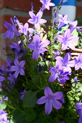 Glockenblume im Korb