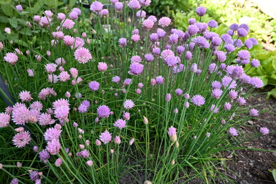 Schnittlauchbl&uuml;ten