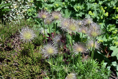 K&uuml;chenschelle nach der Bl&uuml;te-wundersch&ouml;n