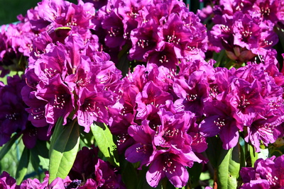 Rhododendronbl&uuml;te