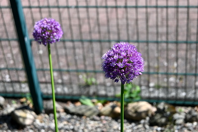 Allium