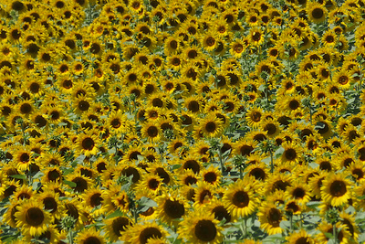 Sonnenblumen