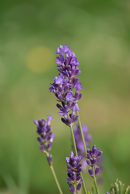 Lavendel