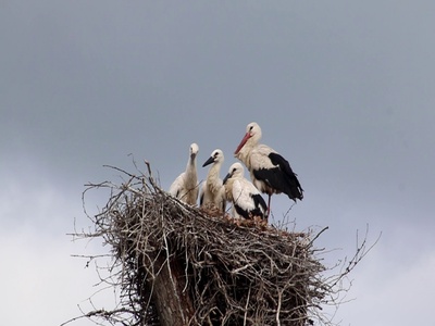 Storchenfamilie