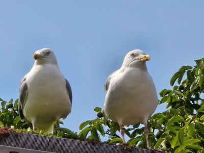 Zwei freche M&ouml;wen