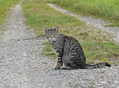 Katze am weg