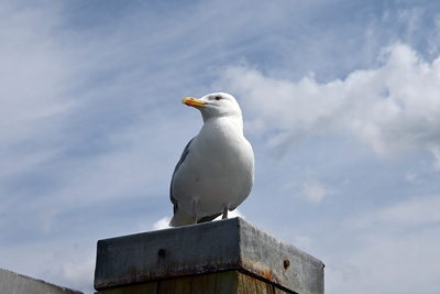 M&ouml;we