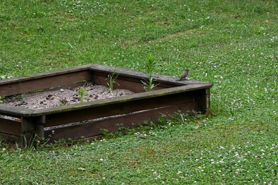 Heckenbraunelle