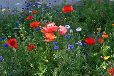 Blumenwiese am Feldrand