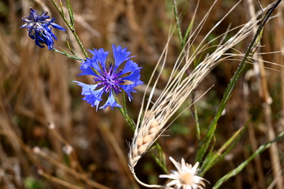 Kornblume beim Korn