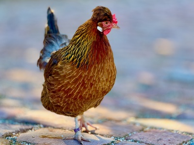 Huhn auf Futtersuche