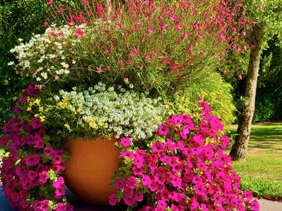 blumenparadies im Park