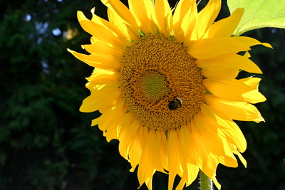 Bl&uuml;te mit Besuch