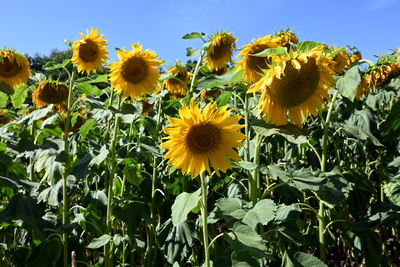 Sonnenblumenfeld