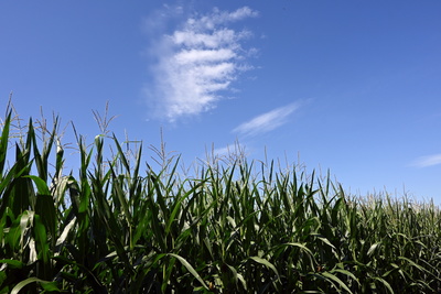 Maisfeld und Wolken am Himmel