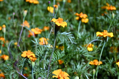 Tagetesbl&uuml;ten