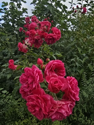 Die letzten Rosen