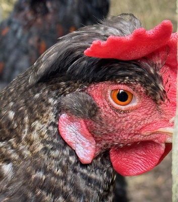 Huhnkopf mit Auge