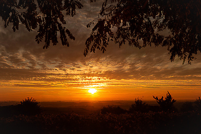 Sonnenuntergang in den Weinbergen