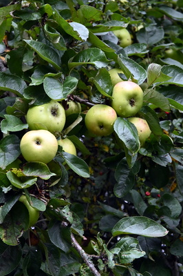 Apfelernte