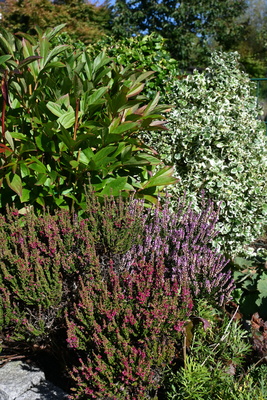 Heide und mehr im Garten