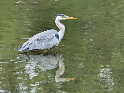 Reiher