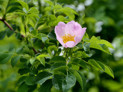 Widrose