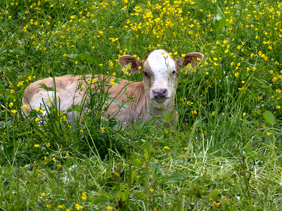 Kalb in Wild Blumenwiese