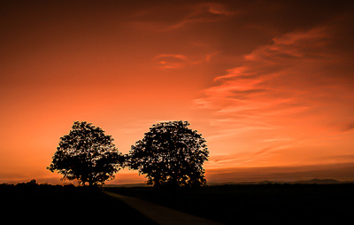 Nussb&auml;ume im Abendrot