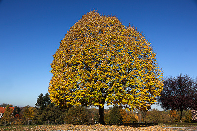 Baum im Herbstkleid 2025