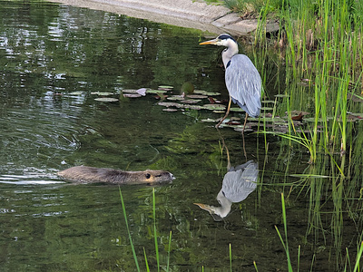 Im Teich