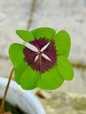 Gl&uuml;cksbringer Kleeblatt